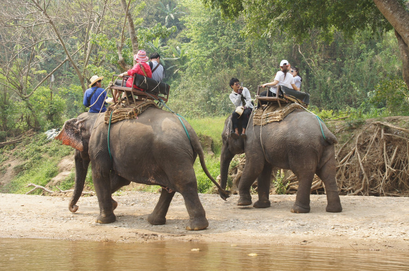 Chinese Tourists On Elephants