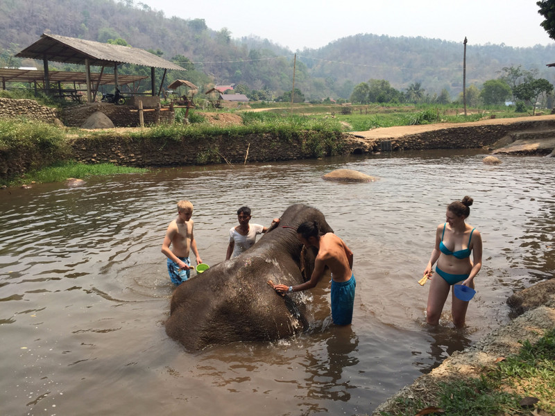 Washing An Elephant