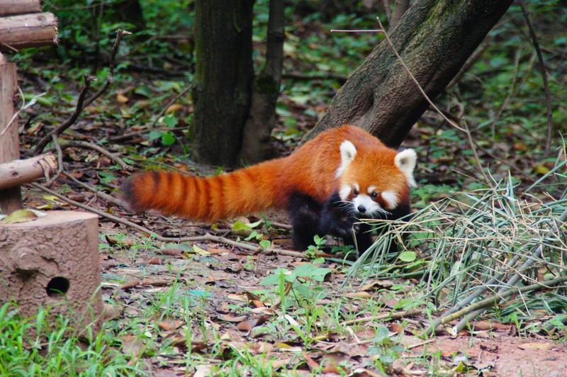 Red Panda, Chengdu