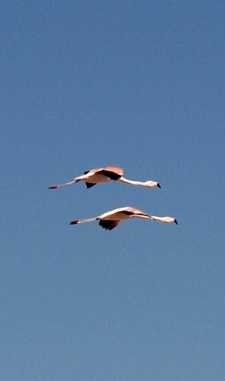 11-Flamingo's
