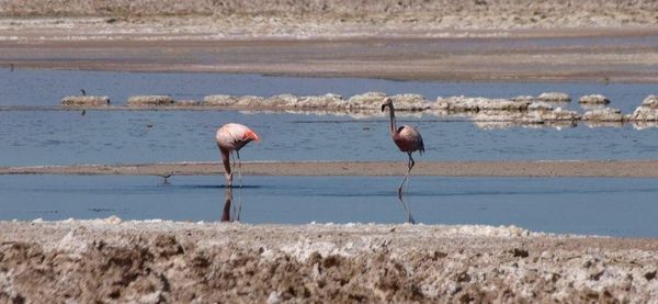 15-And flamingo's
