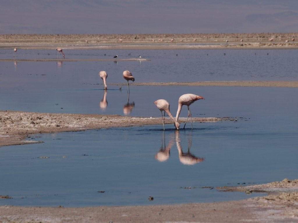 16-More flamingo's