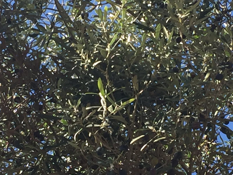 Olive Trees everywhere