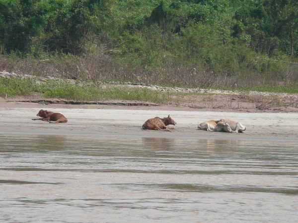 Wildlife in the Mekong