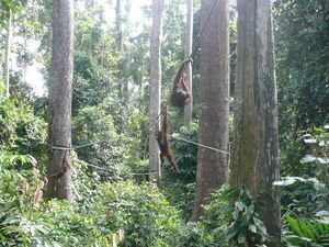 The first Orang Utans arrive