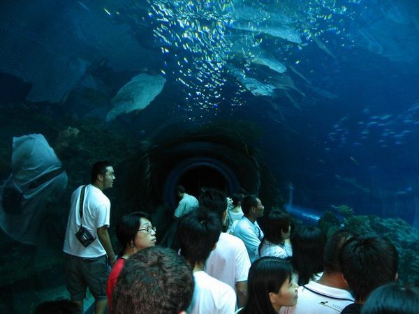 Walk-Thru Tunnels Are Popular at the Aquarium