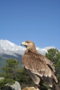 Hawk Close-up, Mountain Back-Drop