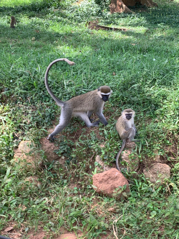 Monkeys at the Botanical Gardens