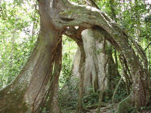 Arched Tree in Mabira Forest