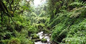 Falls in Mabira Forest 