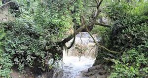 Falls in Mabira Forest