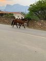 A horse just out for a walk