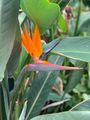Bird of Paradise at the Hotel