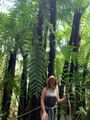 The Giant Ferns!