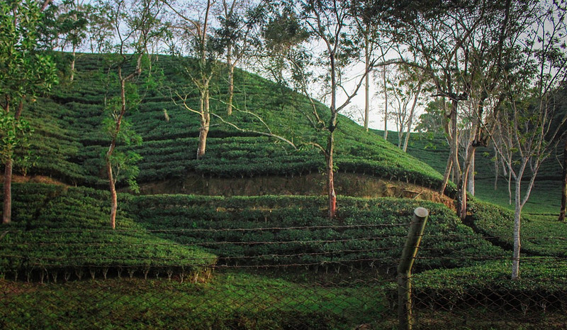 Sylhet Tea Fields 
