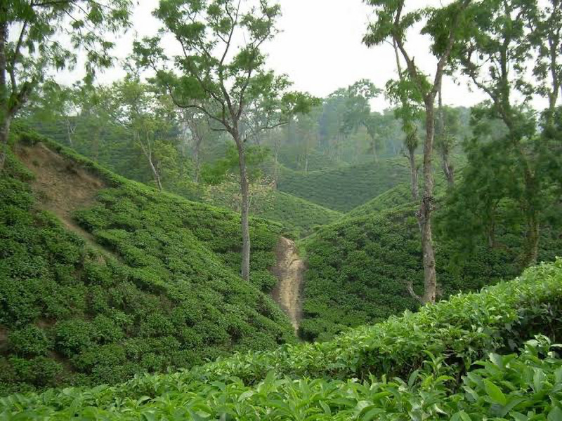 Sylhet Tea Fields 