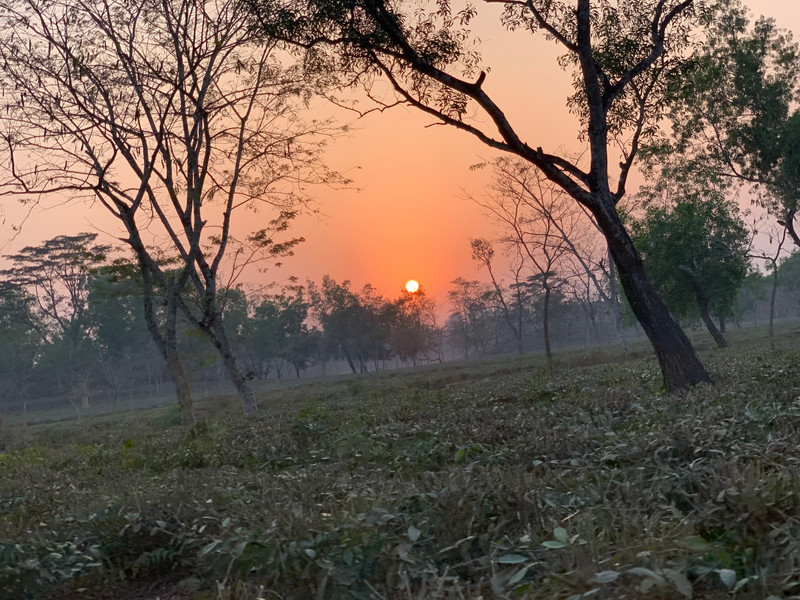 Sunset over Sylhet Tea Fields 