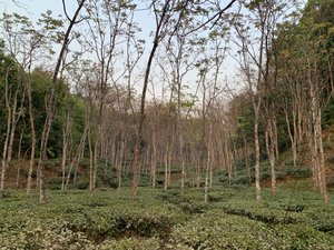Srimangal Tea Fields 