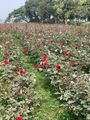 Rose Gardens Outside of Dhaka 