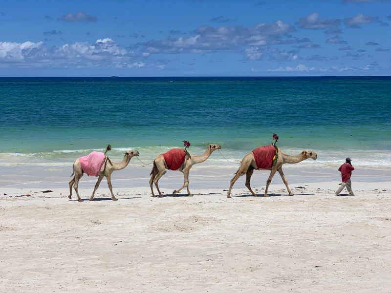 Camels getting some sun