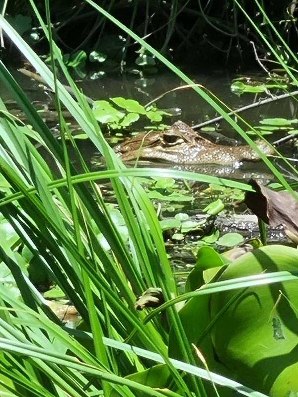 Caiman Alligator 