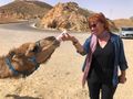Feeding a baby Camel