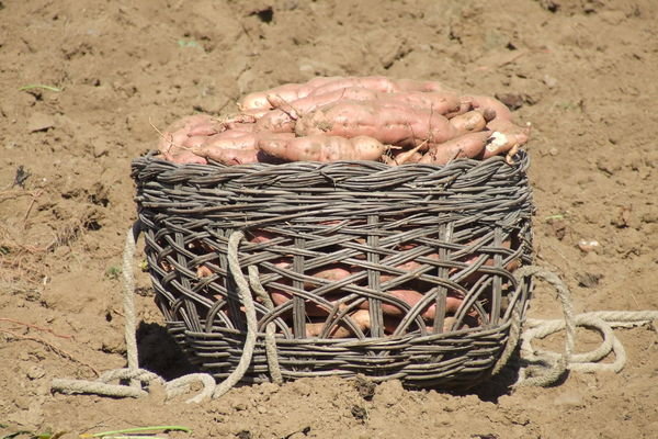 A bushel of potatoes