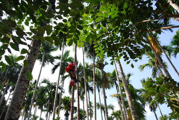Demonstration on Tree Climbing