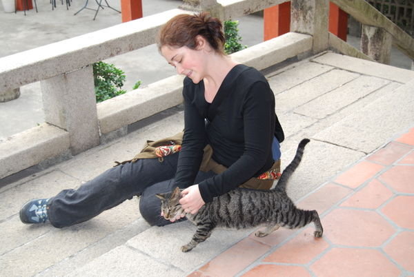 Befriending the Temple Cat