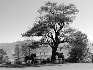 Horses waiting by Yufeng Temple.