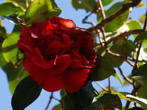 Camellia Blossom