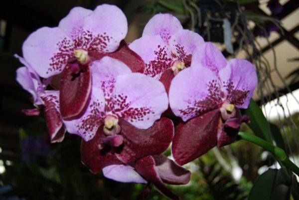 Orchid Garden - KL