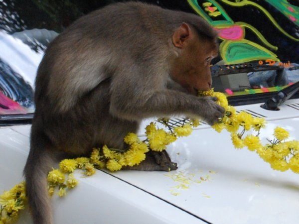 Monkey eating flowers.