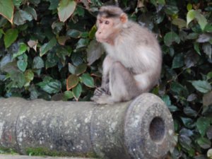 Monkey on Cannon