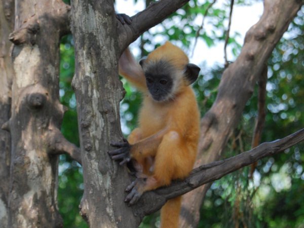 Baby Silver Leaf Monkey - Kuala Selangor