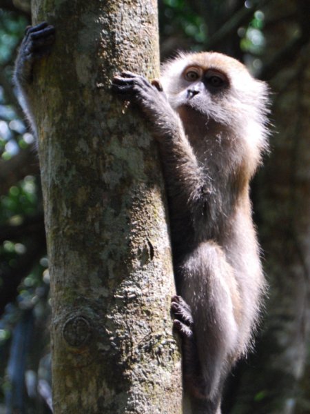 Monkey - Kuala Selangor