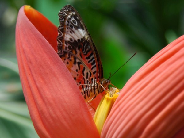Penang Butterfly Park