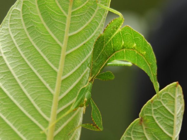 Leaf Insect