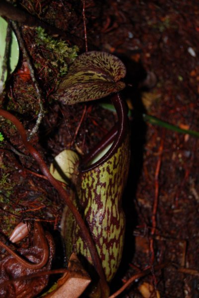 Pitcher Plant in Mossy Forest