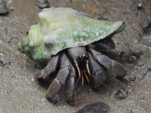 Big Hermit Crab in Bako National Park