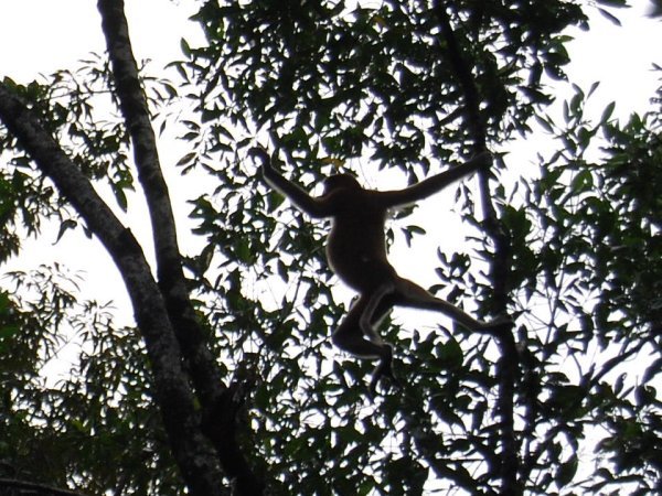 Proboscis Monkey in Bako National Park