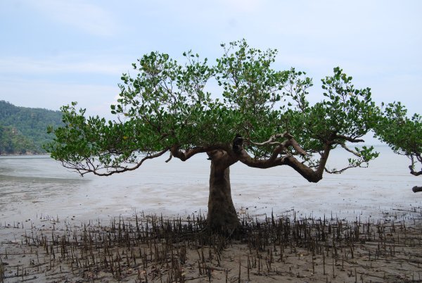 Mangrove Forest - Bako National Park
