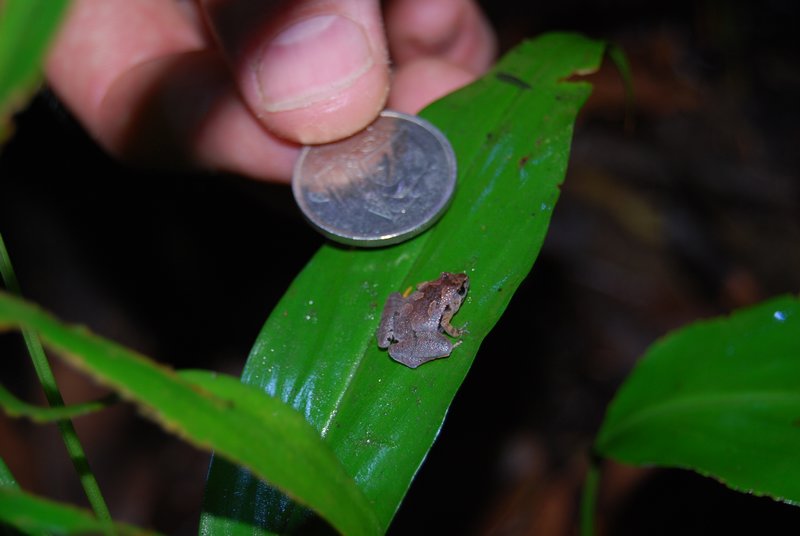 Super Tiny Frog
