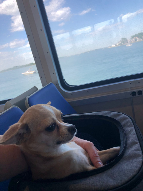 Maggie on the ferry