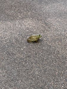 I ‘toad’ you I saw something