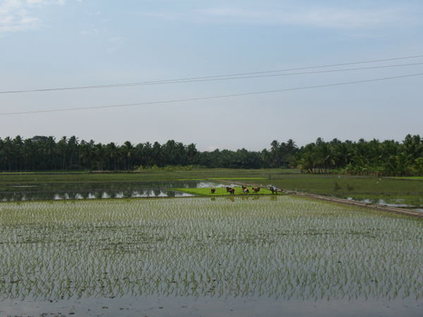 Women Working in a Rice Paddy