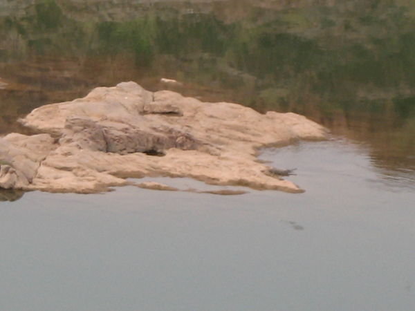 Ghariyal Sanctuary: Alligator