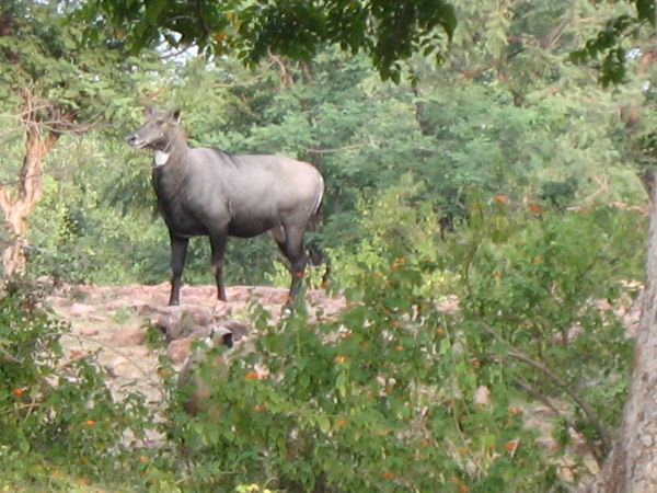 Ghariyal Sanctuary: Antelope