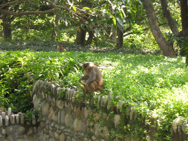 Monkey Greeting at the Hotel