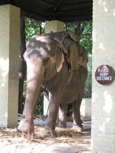 Laxmi the Elephant